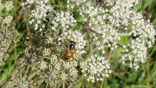 Apis mellifera